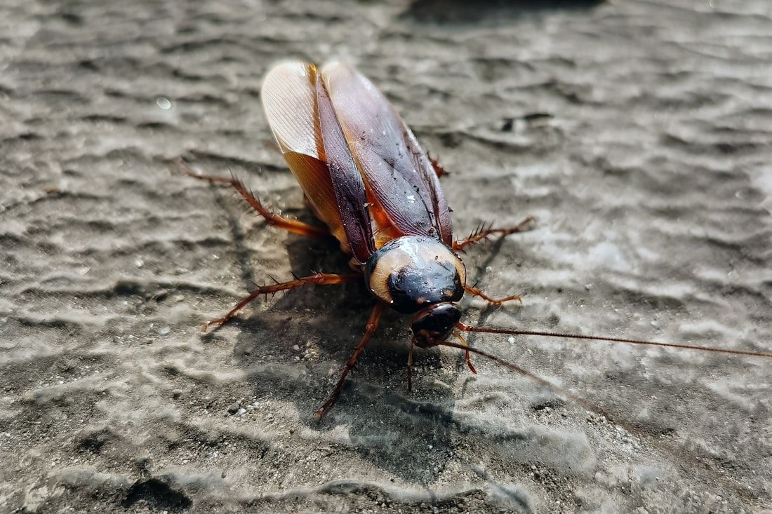 Barata americana adulta sobre superfície de concreto