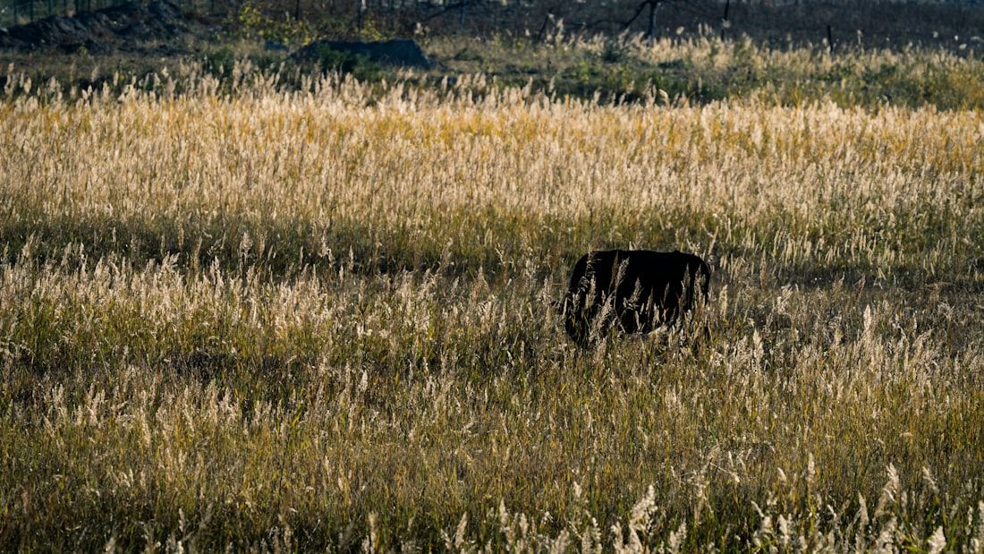 Área de vegetação alta em terreno aberto