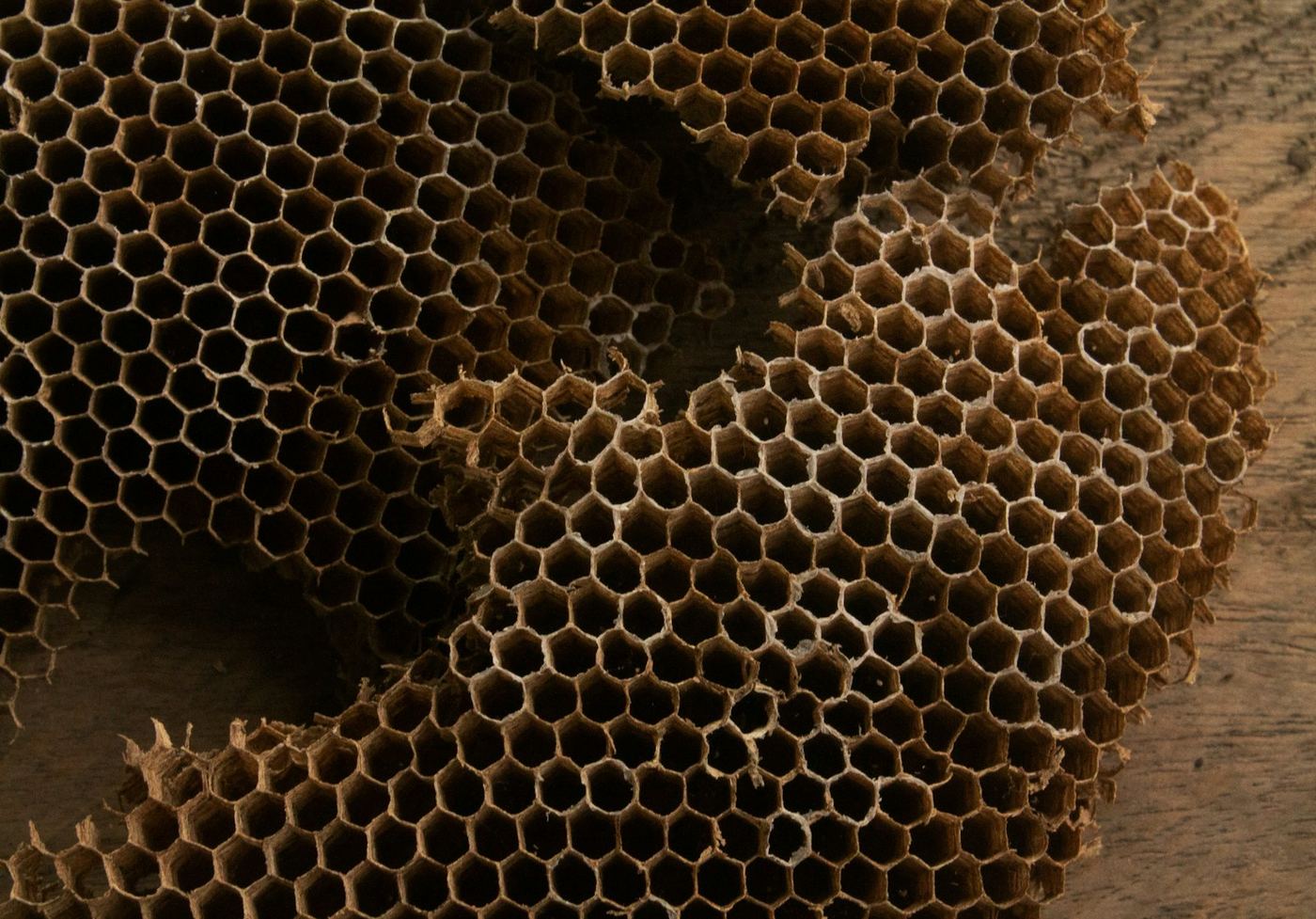 Favos de abelha construídos dentro de uma cavidade