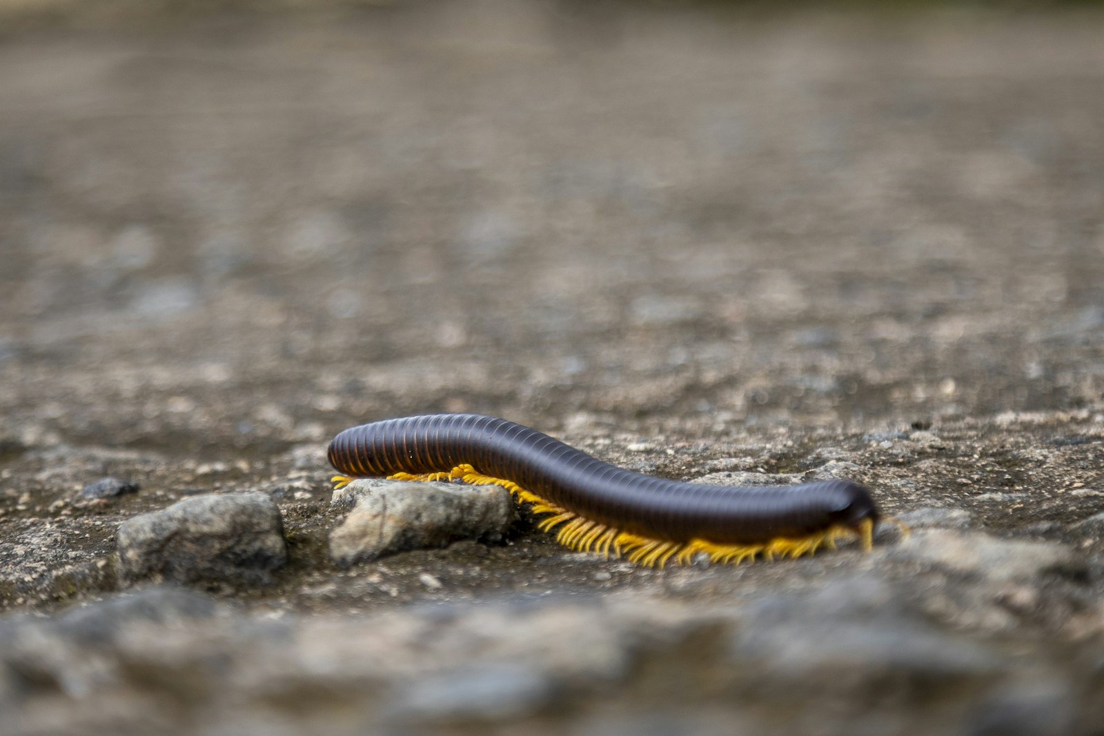 Piolho-de-cobra sobre o solo, corpo cilíndrico e escuro